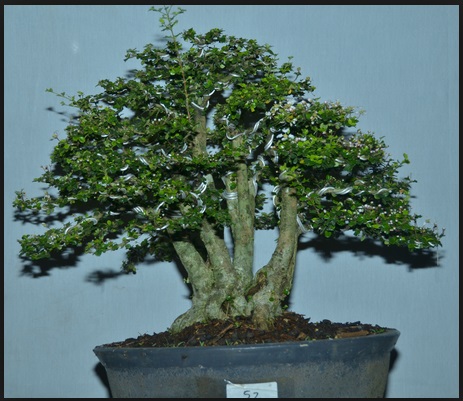 Menanam Dan Budidaya Bonsai Mirten CentralBonsai Com 