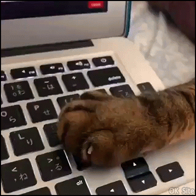 Funny Cat GIF • STOP, hooman! That's enough Internet for today, OK? Your cat is the boss at home! [ok-cats.com]