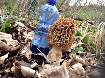 Morilles de Mars 2016 photo grégory