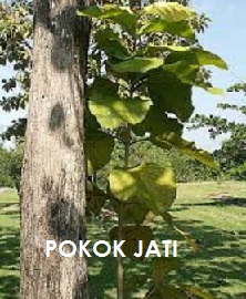 Anim Agro Technology POKOK KAYU JATI  PART 1 