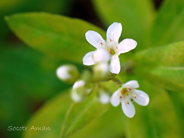 Lysimachia fortunei