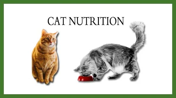 Cat's Nutrition