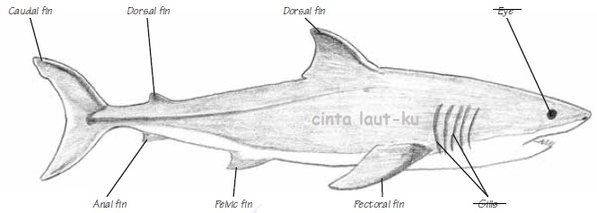 Belajar Mengenal Sirip Ikan  Hiu CINTA LAUT