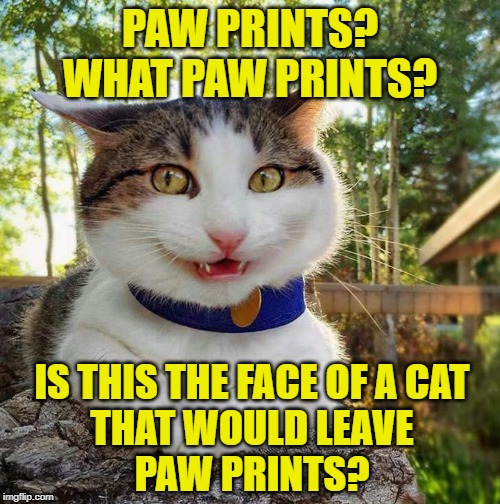 Pawsitively Guilty: Paw prints? What paw prints? Is this the face of a cat that would leave paw prints? (JenExxifer | GenX Housewife Memes)