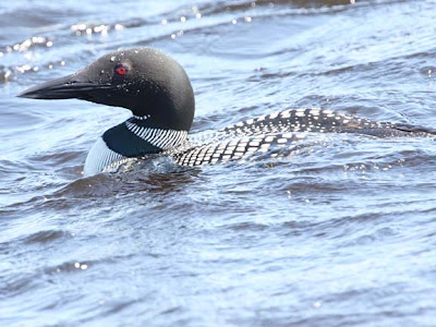 common loon range. girlfriend makeup common loon