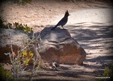 Stellar Jay