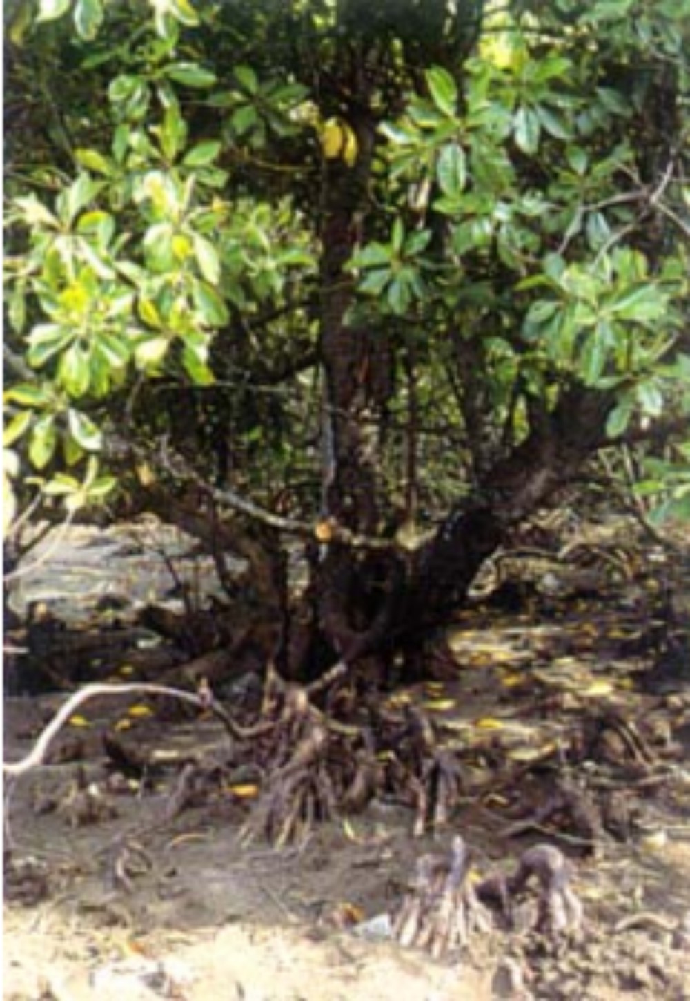 MANGROVE BRUGUIERA CYLINDRICA