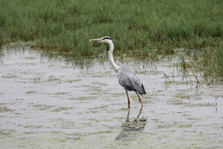 Grey Heron