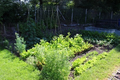 shade-garden-vegetables