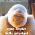 Gif divertido ¡QUE LINDA SALÍ! Gorila sonriendo