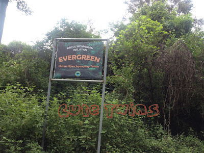 Evergreen Baluran