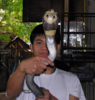 Cobra at snake show