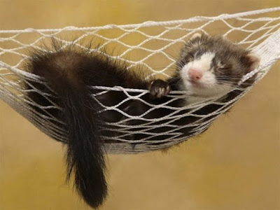 Ferret sleeping in a hammock