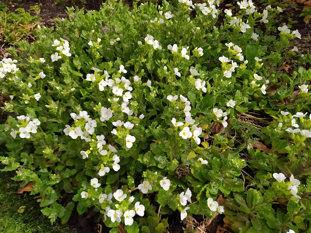 Arabis (Arabis alpina L. subsp. caucasica (Willd.) Briq.).