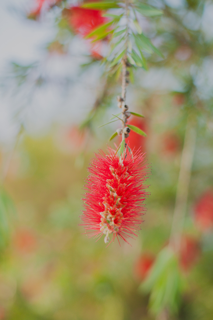 red bottlebrush