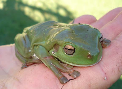 Green tree frogs