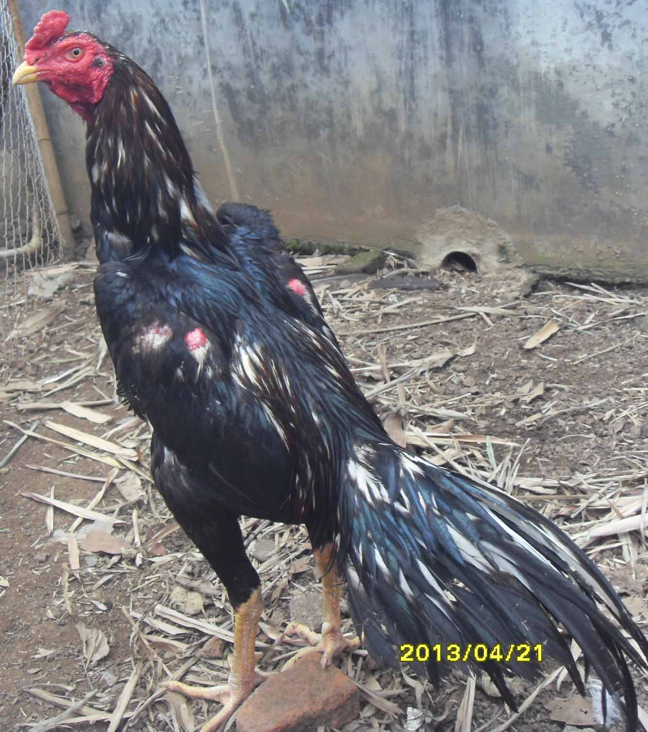  Ayam  Aduan Bangkok Saigon Birma Terjual Kitip020