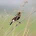 புதர் சிட்டு [Pied Bushchat]