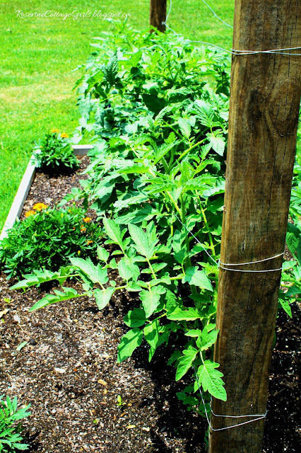 #RaisedBeds #Garden #DreamGarden #CattlePanels #Arbors #Trellis #Veggies #CountryLife #HobbyFarm #veggies #tomato #plants #growyourownfood