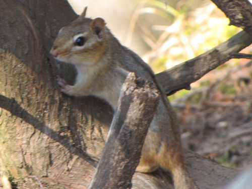 Eastern chipmunk