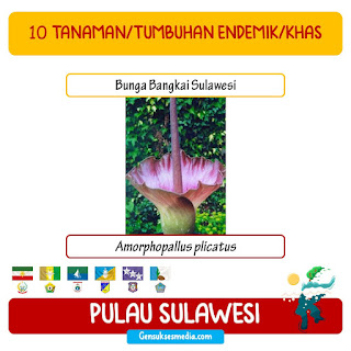 bungai bangkai sulawesi