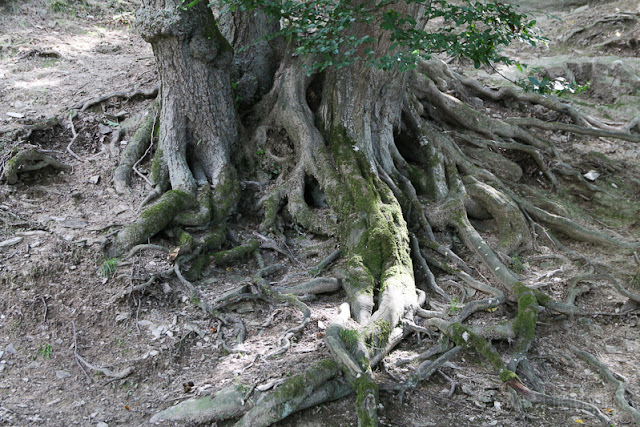 Hunsrück Wildpark Rheinböllen, Wurzeln