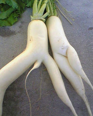 Funny Vegetable Radish Picture