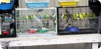 birds
