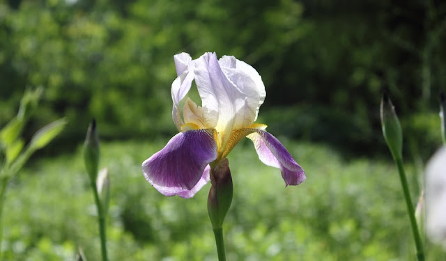 Iris Flowers Pictures