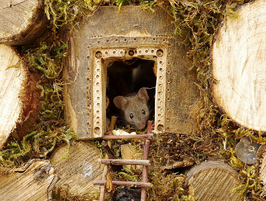 A Man Found A Mice Family In His Garden And Built An Amazing Miniature Village For Them