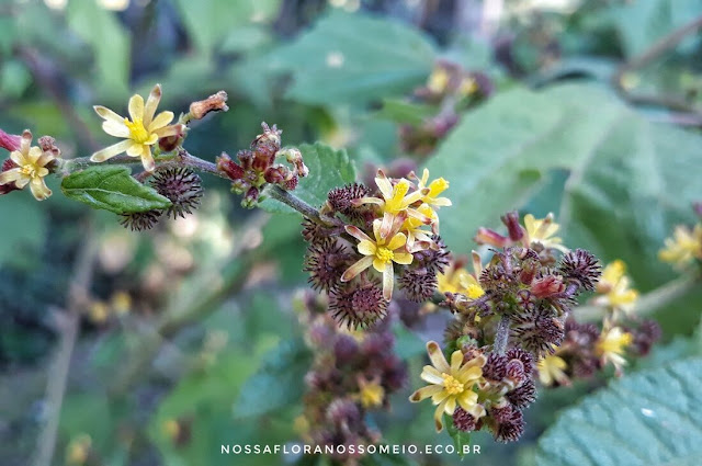 ramo-da-triumfetta-bartramia-com-florzinhas-amarelas-junto-dos-frutos-aculeados