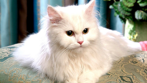 Persian cat - Cat Persian
