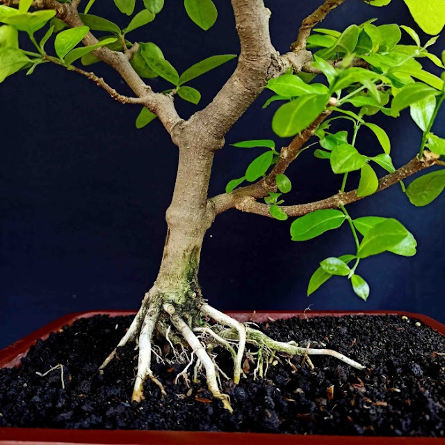 Bonsai Tanaman Hias Pohon Sianci Ceri Barbados Small Natural