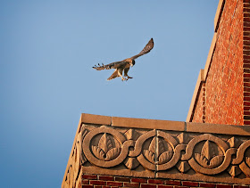 Tompkins Square hawk fledgling playing around on the Christodora