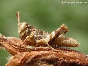 Baby Grasshoppers