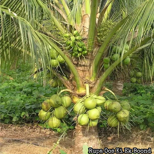 नारियल (Coconut)