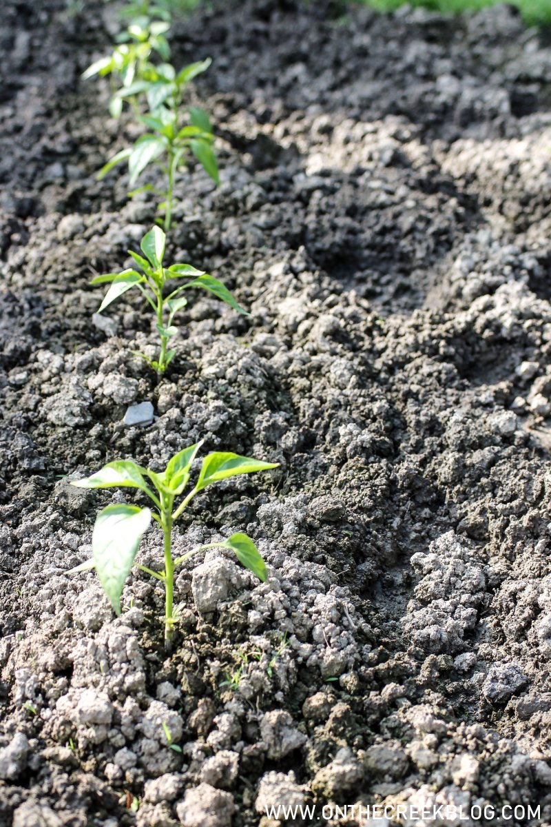 Peppers in the garden | On The Creek Blog