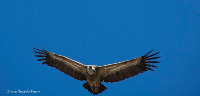 Buitre volando en Parque Nacional Monfragüe