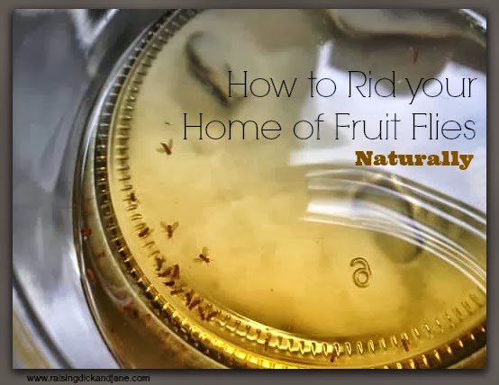 How To Get Rid Of Fruit Flies In House