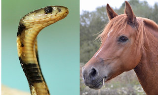 Chinese Horoscope Snake Compatibility Horse, Snake Compatibility Horse, Snake Equine Compatibility, Loving Compatibility Snake Horse, Sentimental Compatibility Snake Horse, Loving Compatibility Horse Snake Chinese Horoscope, Horse Snake Chinese Horoscope - Starpluto.blogspot.com