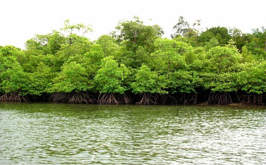 Geoformation PERSEBARAN FLORA  DAN  FAUNA  DI  INDONESIA