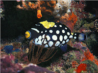 Triggerfish