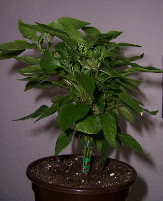 bonsai chili knospen