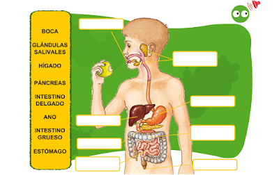 http://primerodecarlos.com/CUARTO_PRIMARIA/Diciembre/unidad5/actividades/naturales/uni01_activi2__la/visor.swf