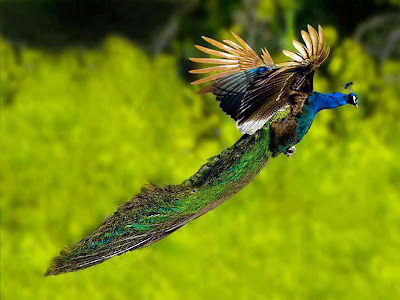 Flying Peacock allfreshwallpaper