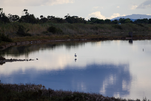 Parco naturale Molentargius-Saline-Cagliari