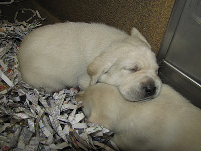 A sleeping yellow Lab puppy