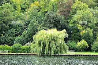 Slender sallow tree branches stretching toward still water, mirroring Keats’ melancholic reflections on nature’s quiet beauty.