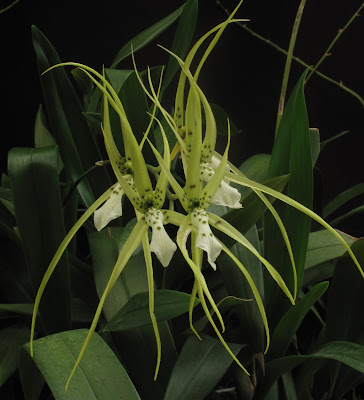 Brassia bidens - The Two-Toothed Brassia care and culture