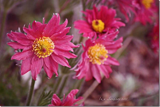 pink-pulsatilla-with-logoLr